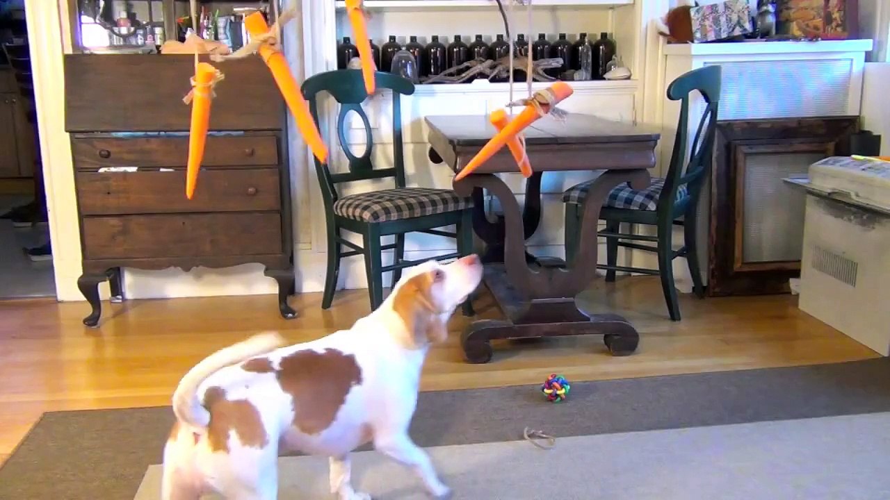 Chien vs carottes volantes / Dog vs Flying Carrots