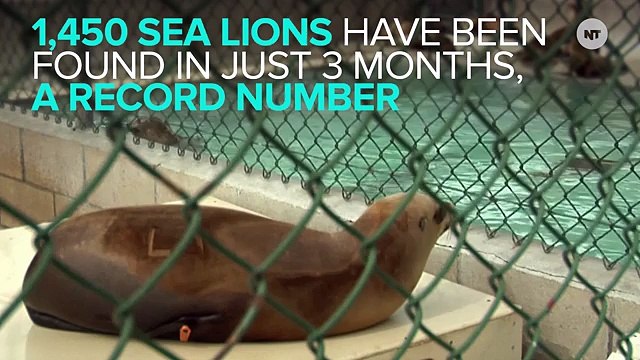 Starving, Abandoned Sea Lion Pups Are Washing Up In Record Numbers