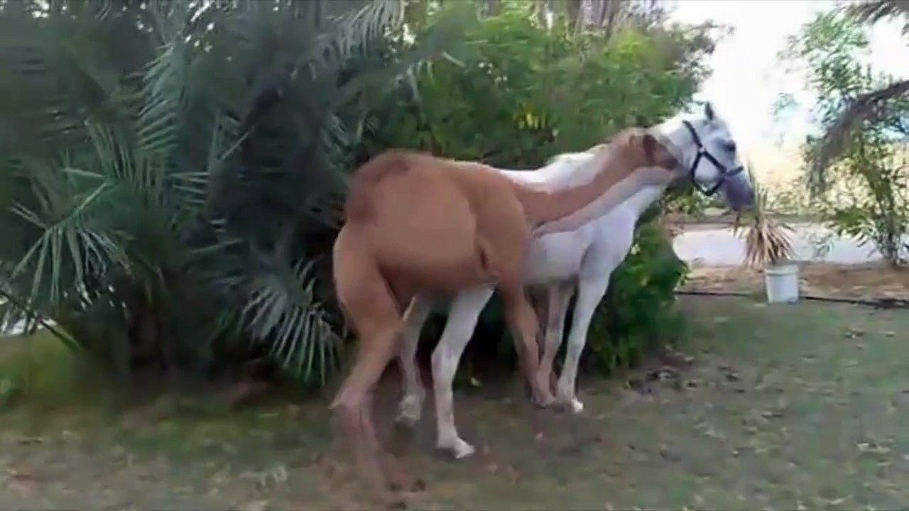 Courtship danse de la petite chameau / Courtship dance of the small camel