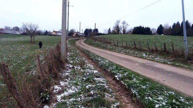 Un sanglier poursuivi par des poneys