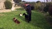 dressage canin la ciotat 13 Education canine a domicile la ciotat