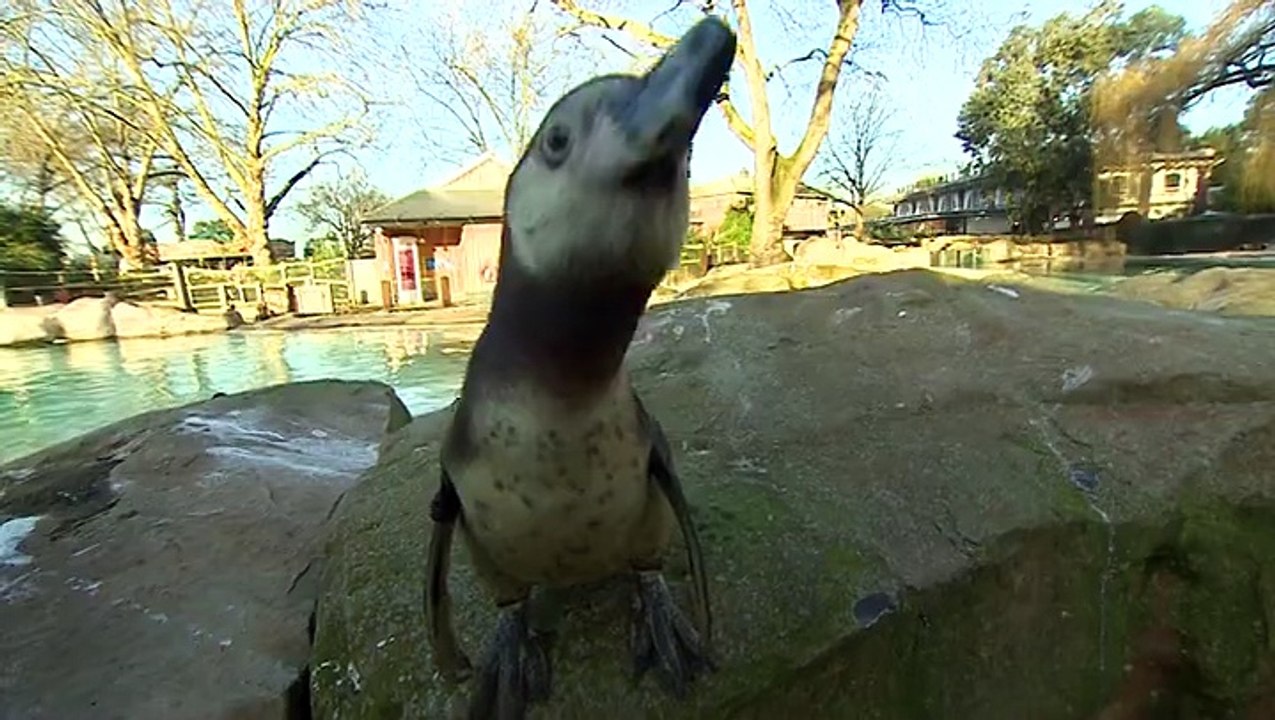 Why do penguins waddle?
