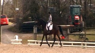 Manu et Umour, dressage amateur 3, CCE Rodez, 14 mars 2015