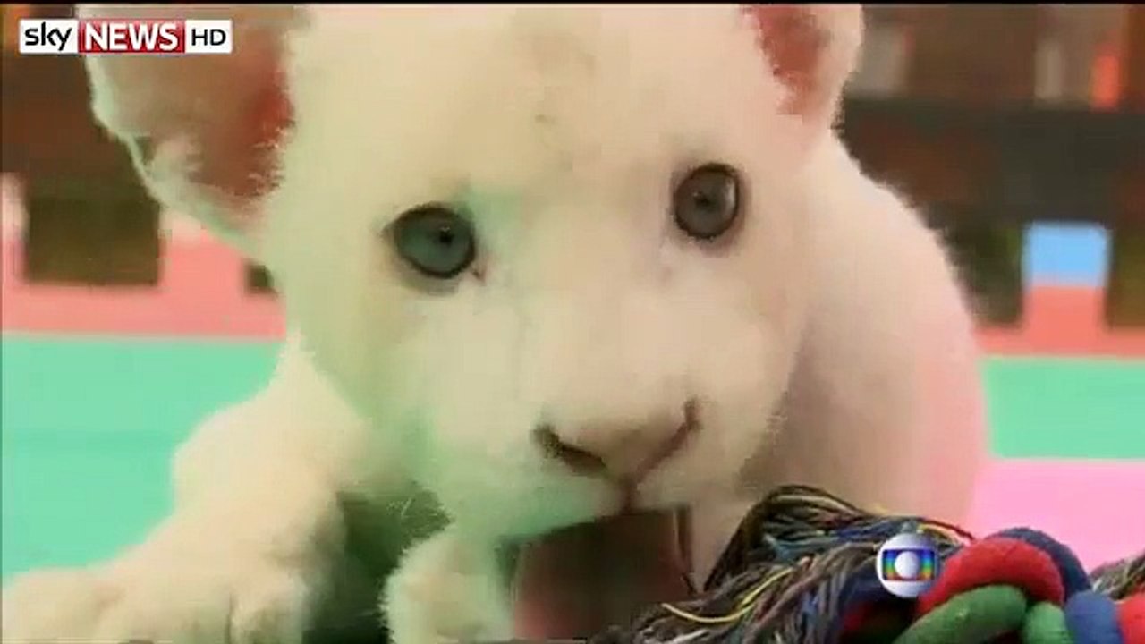 Naissance lion blanc