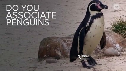 Research Shows Penguin Ancestors Probably Didn't Walk All Goofy