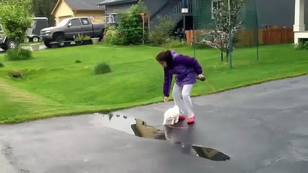 Bichon Frise Puppy 1st Walk