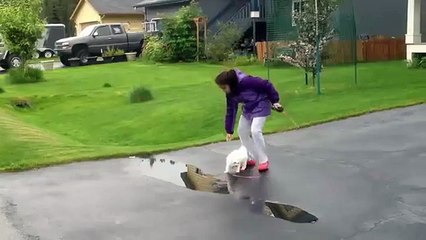 Bichon Frise Puppy 1st Walk