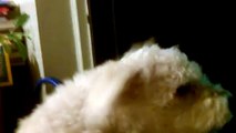 Bichon Frise Cute Dog Barking at Her Echo