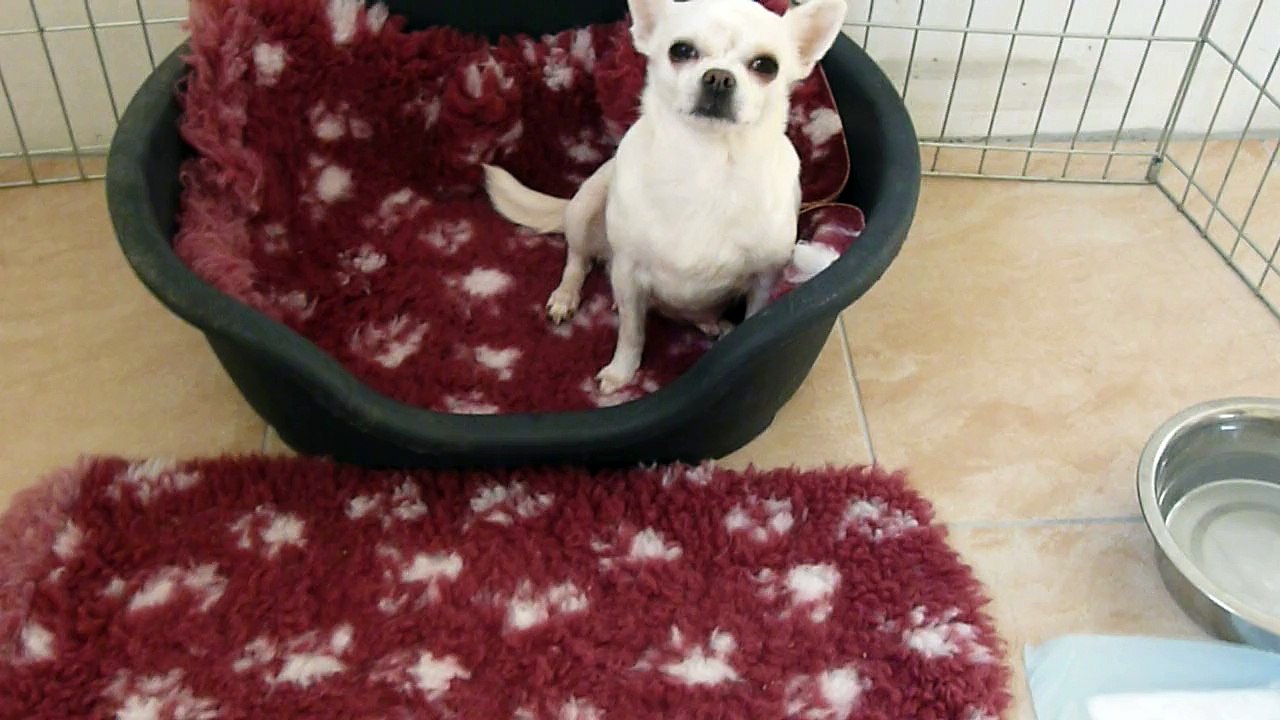 Chihuahua - 1er jeu de Liberté