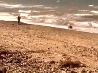 خنزير بري على الشاطئ !!! شاهد ما الذي حصل