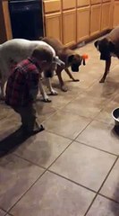 Avec trois chiens et un laser, vous pouvez faire un bébé heureux