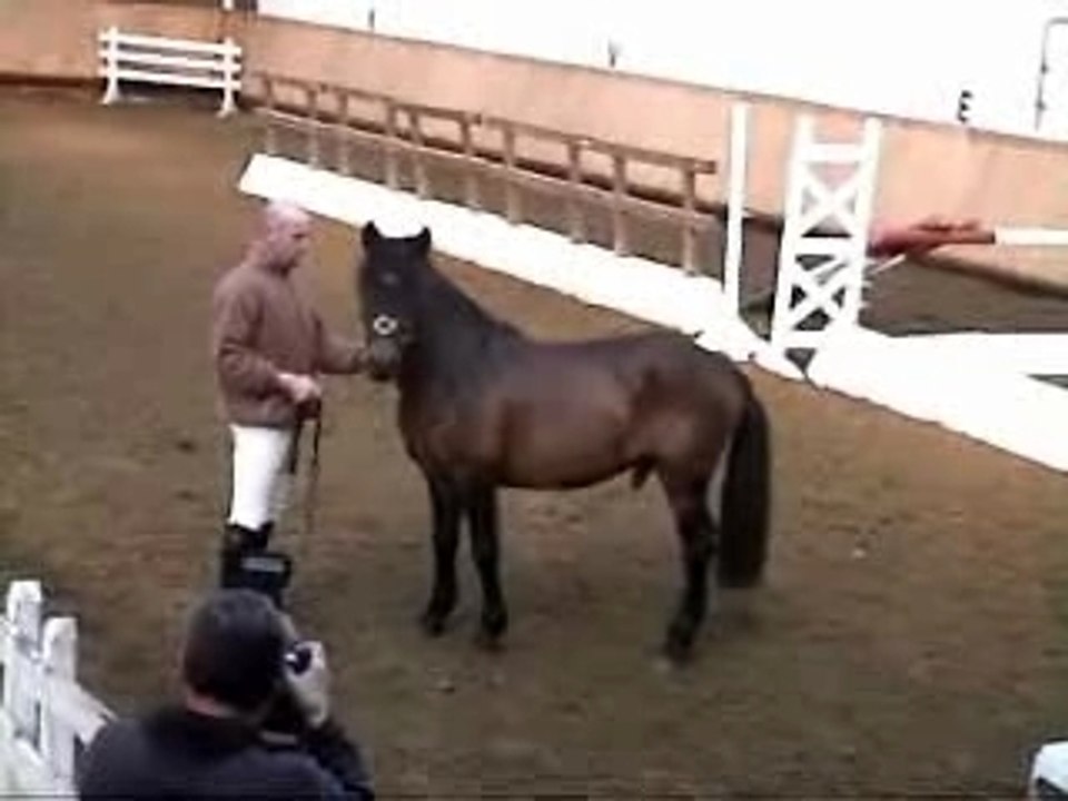 approbation des etalons pottok BIARRITZ