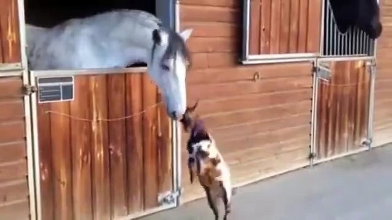 Une Chèvre et un Cheval deviennent Amoureux l'un de l'autre