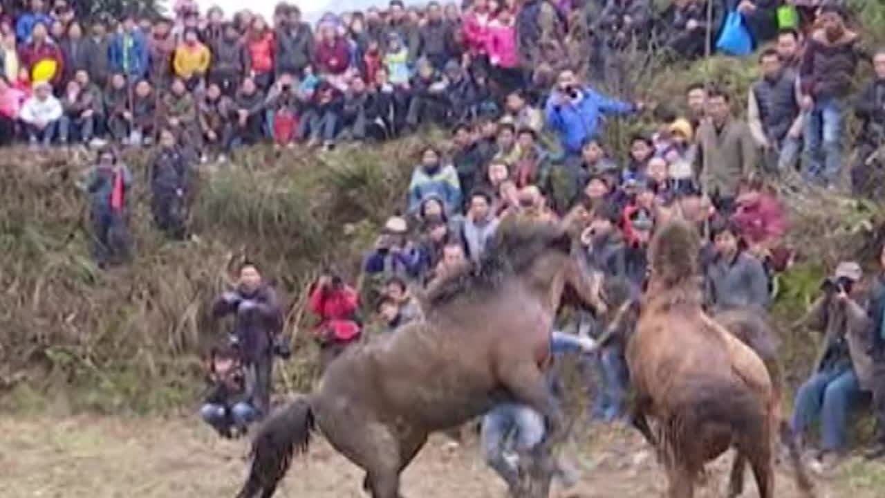 Age-Old Brutality in Chinese Traditional Horse Fighting