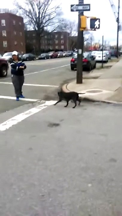 Video Shows Cat Being Kicked As It Fights Dog