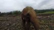 Elephant Tries to Grab a GoPro