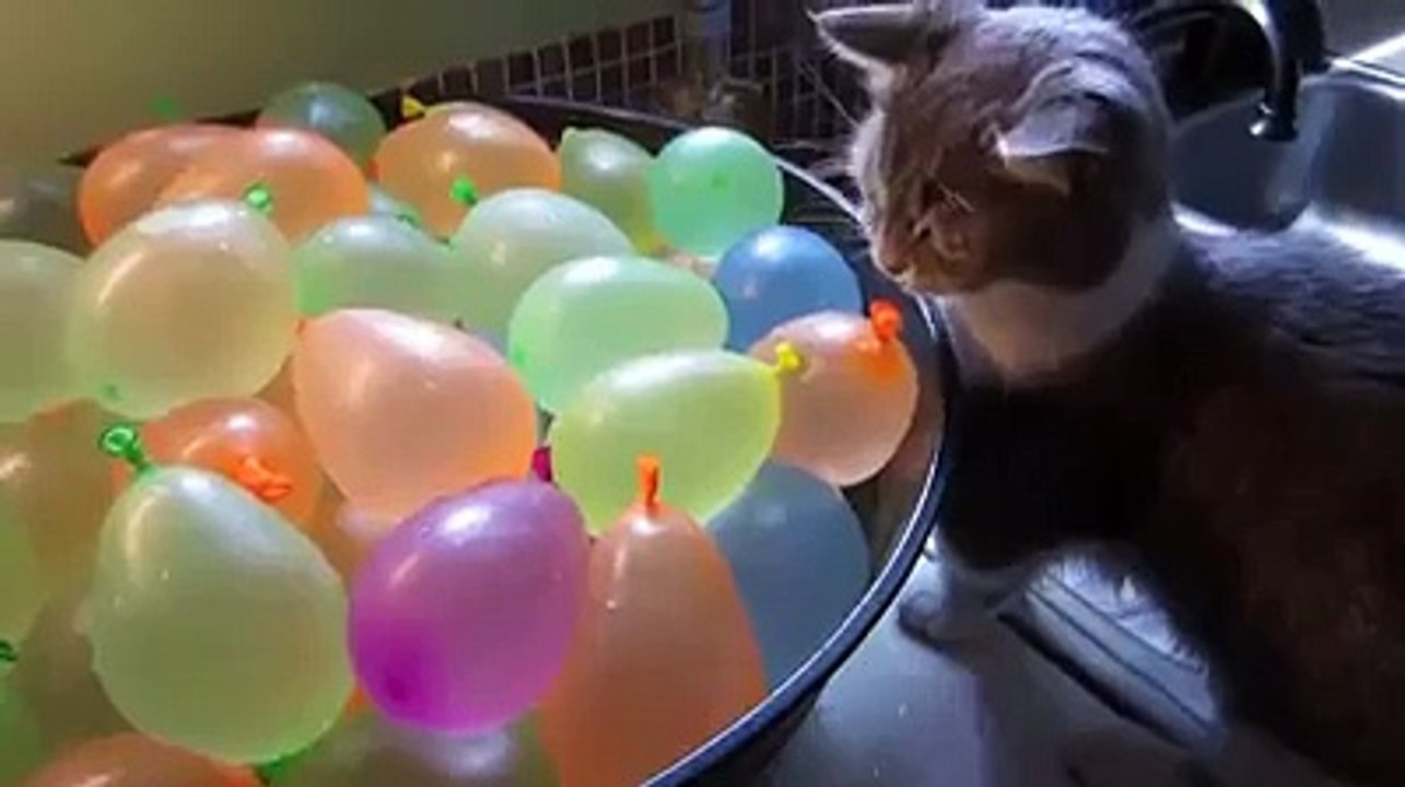 Cat Popping Water Balloons Funny Video - Funny Videos Of Cats