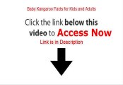 Baby Kangaroo Facts for Kids and Adults Review (Video Review)