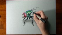 Drawing Time Lapse_ green bottle fly