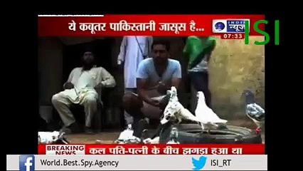 Indians Accused ISI using Pigeon as Spy Tool