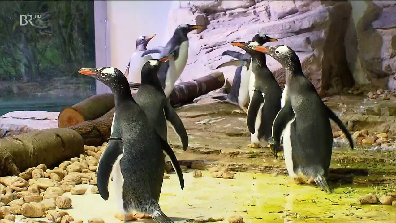 Neues aus dem Muenchner Tierpark Hellabrunn