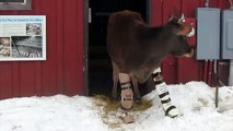 Special 'boots' give this injured cow another chance at walking