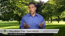 Arborists San Jose - Bay Area Tree Specialists (408) 836-9147