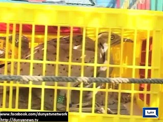 Dunya News-UAE gifts 600 swords and 300 Chinkara deers to Pakistan