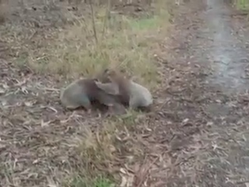 Combat de Catch entre 2 Koalas