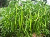 Chillies /Mirch k liye Fertilizers by Dr.Ashraf Sahibzada