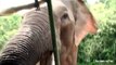 So violent Elephant Attack  on Tourists In Sri Lanka
