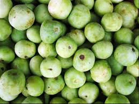Tinda k liye Fertilizers by Dr.Ashraf Sahibzada
