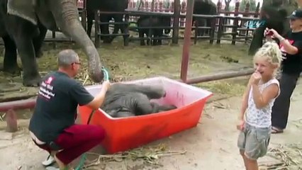 Yavru filin ilk banyo macerası
