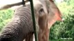 Un Elephant attaque des touriste au Sri Lanka : terrifiant!