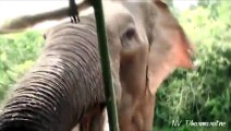 Un Elephant attaque des touriste au Sri Lanka : terrifiant!