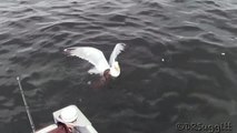 Weasel Vs Seagull - Amazing Fight in the water
