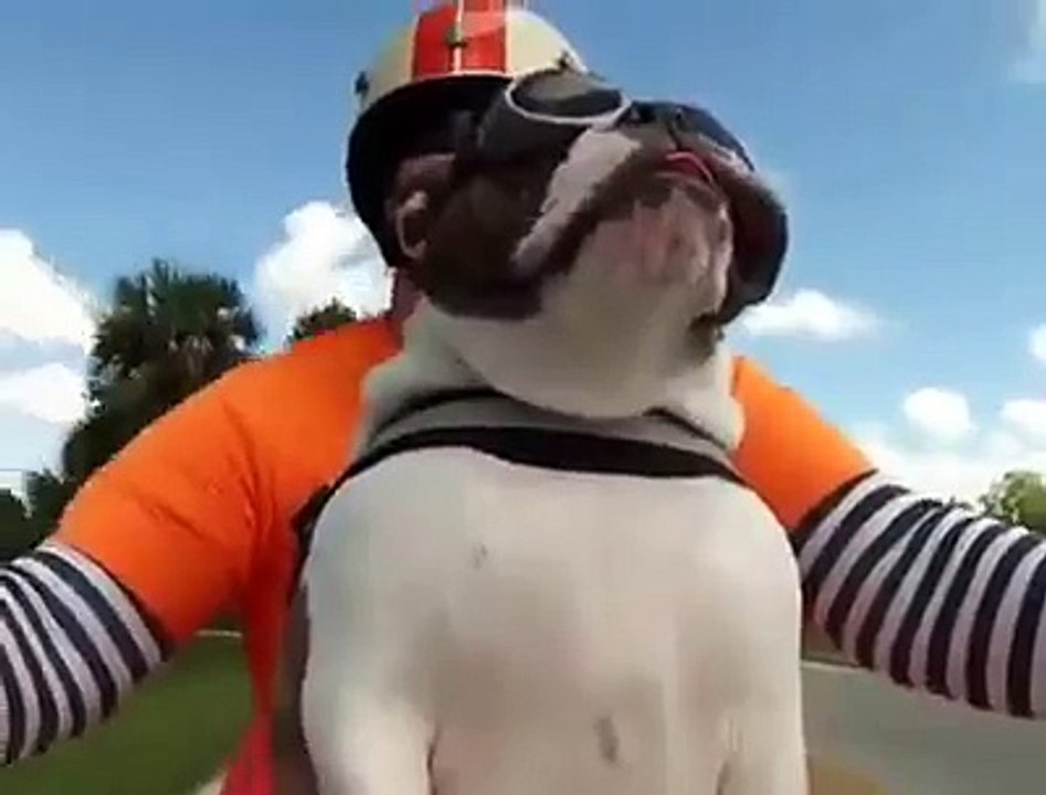 Motor keyfi Yapan bulldog