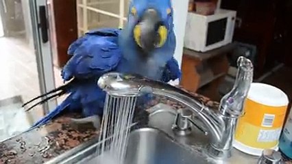 Duş Alan Papağan