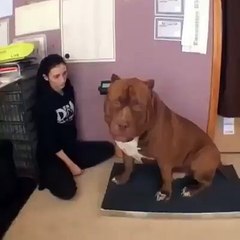 Dünyanın En Büyük Pitbullu______