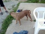 Dogs Mating - VERY FUNNY