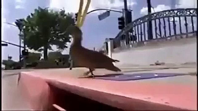 Anne Ördek Yavruları İçin Kurtarma Ekibi Çağırdı