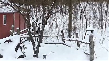 Cet écureuil est totalement ivre dans la neige!