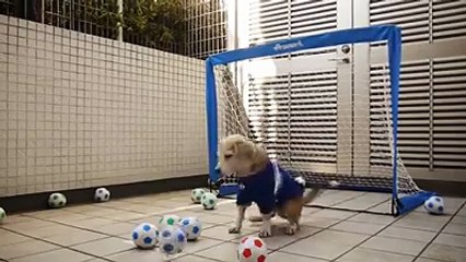This Dog Got Awesome Skills