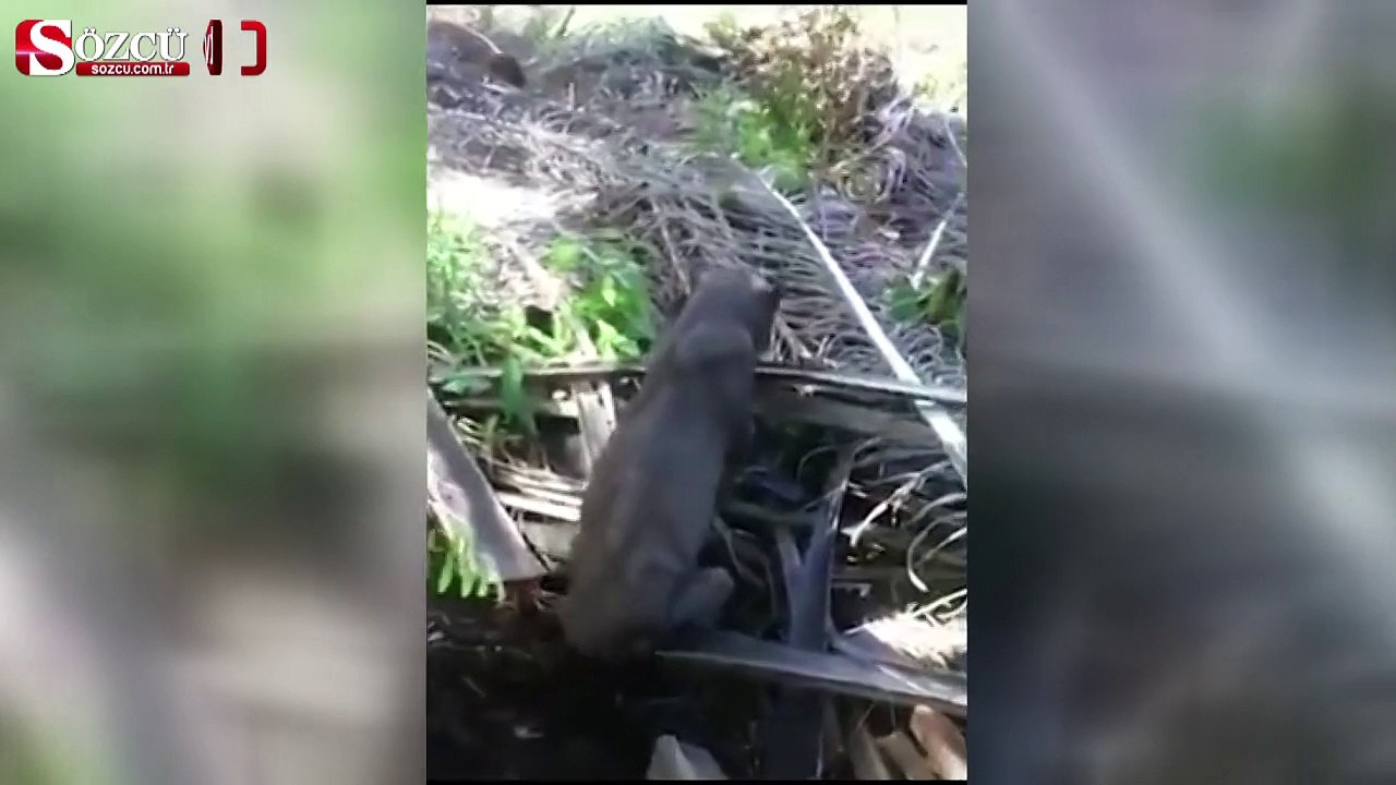 Uzaylı zannedilen canlı bakın ne çıktı