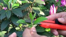 Dominância apical em plantas