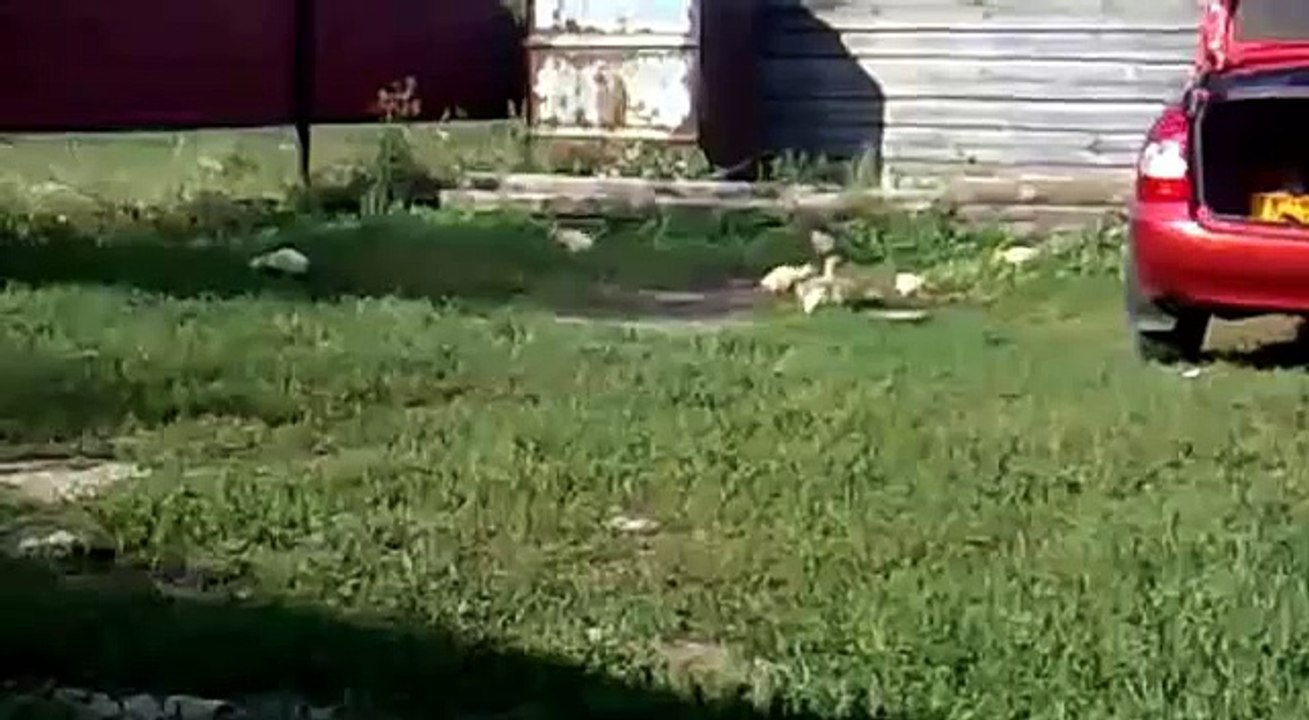 Les canards au garde à vous ...