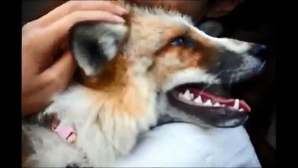 Le renard qui se prenait pour un chien