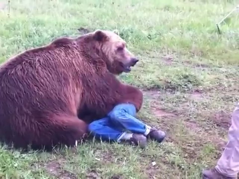 Grizzly Bear Attack on His Trainer Wrestle Caught on Camera video