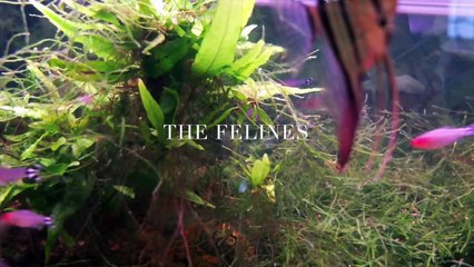 The Felines - Pretty Boy