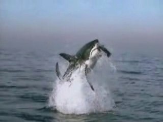 Attaque d'un requin blanc